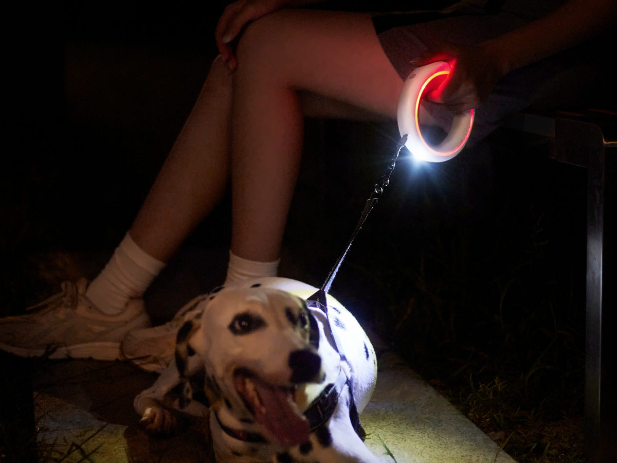 A Dalmatian at night, lit by the UFO Leash torch and glowing ring light