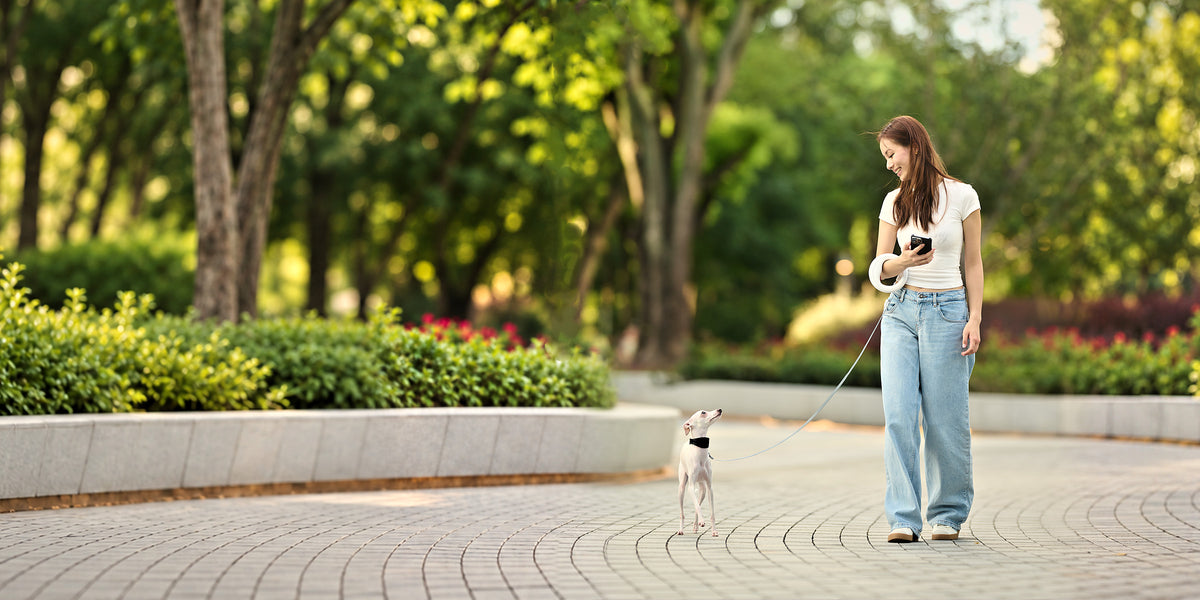 Woman walking a small white dog on a sunny park path with the UFO leash