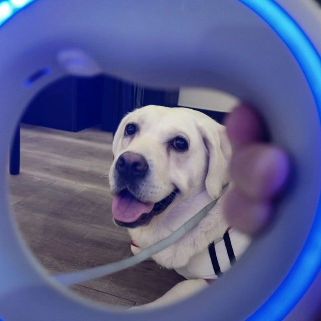 Customer photo: Labrador seen through the lit UFO ring