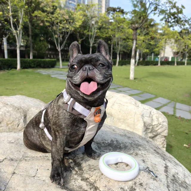 Customer photo: French bulldog with the UFO leash in the park