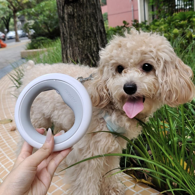 Customer photo: poodle next to the UFO leash