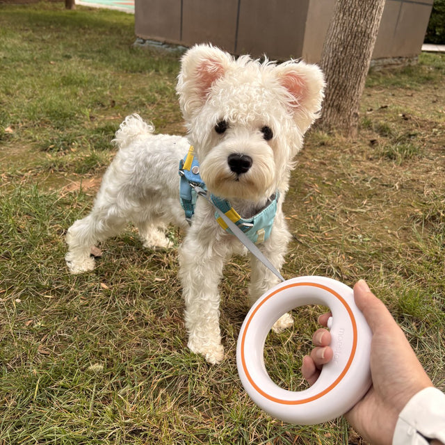 Customer photo: terrier on a walk with the UFO leash
