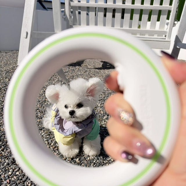 Customer photo: bichon framed by the UFO ring