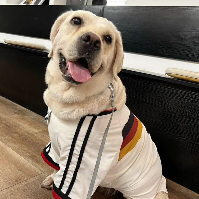 Customer photo: smiling Labrador on a UFO leash