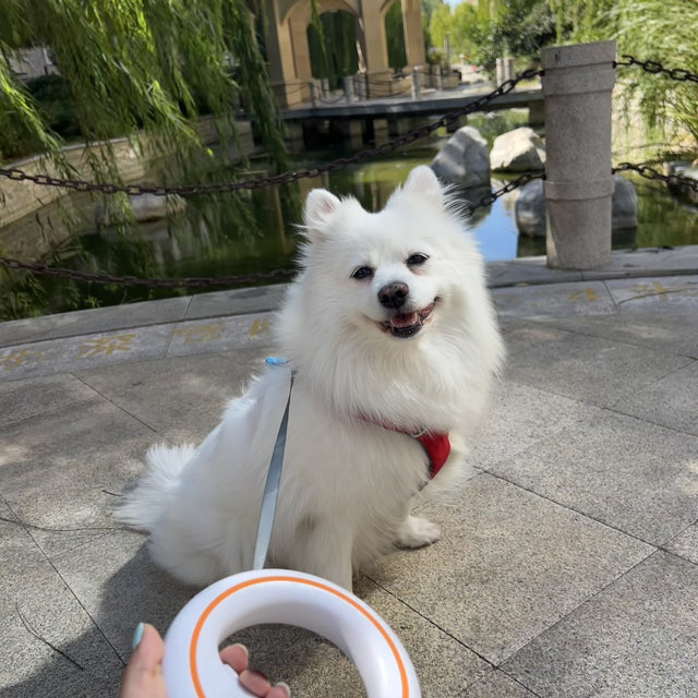 Customer photo: white spitz on a walk with the UFO leash