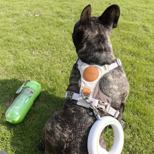 Customer photo: French bulldog sitting with the UFO leash