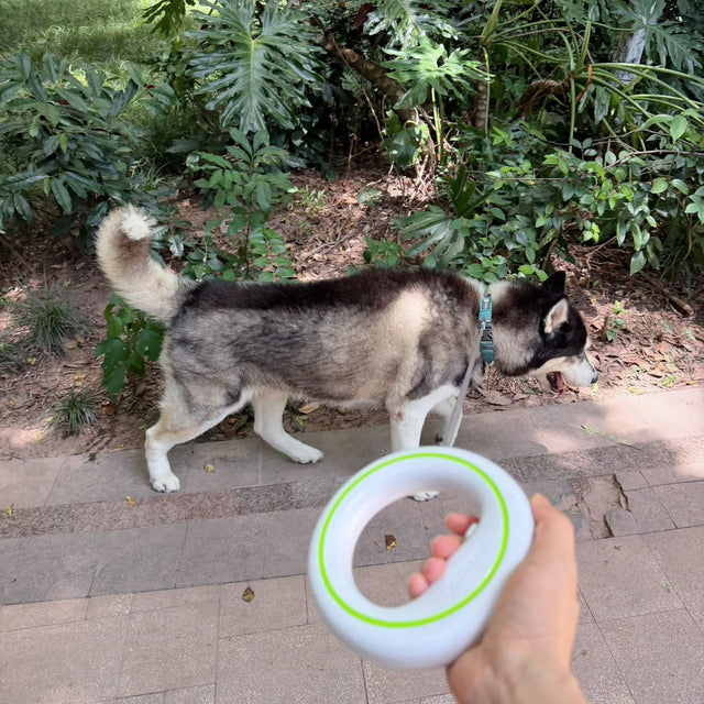 Customer photo: husky walking on the UFO leash
