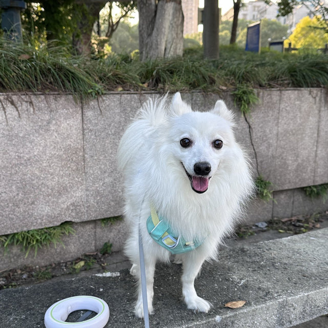 Customer photo: white spitz on a stone wall