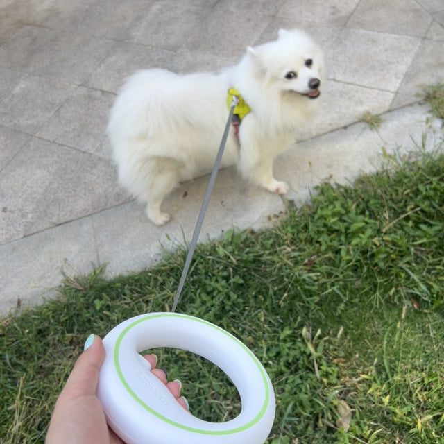 Customer photo: spitz on the grass with the UFO leash in hand