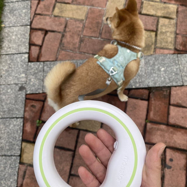 Customer photo: Shiba Inu and the UFO ring