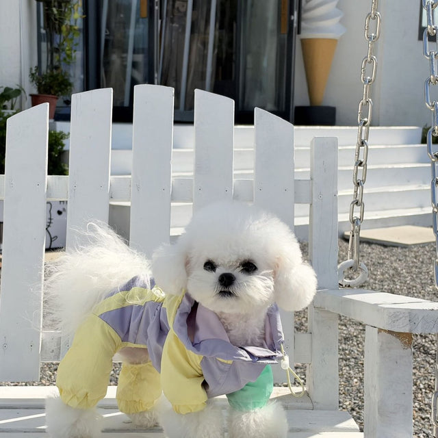 Customer photo: two bichons on a bench