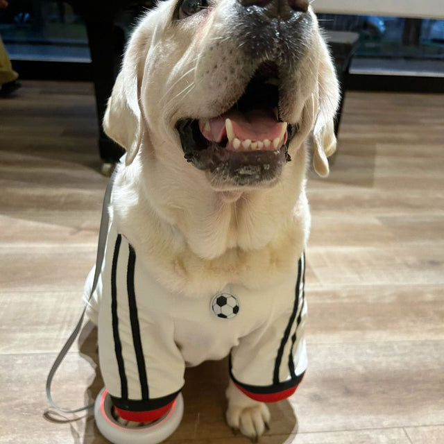 Customer photo: Labrador in a football shirt