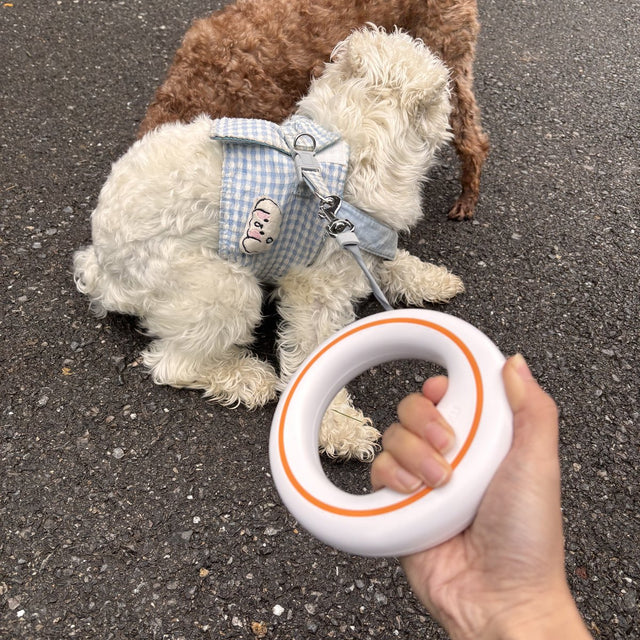 Customer photo: curly dog sitting by the UFO leash