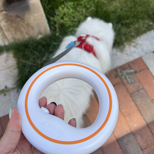 Customer photo: white dog through the UFO ring