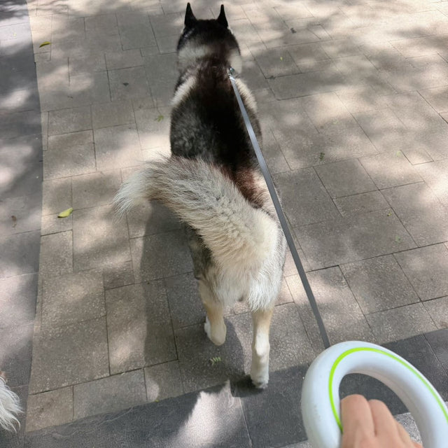 Customer photo: husky on a walk with the UFO leash