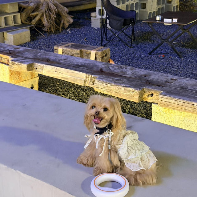 Customer photo: Shih Tzu sitting with the UFO leash