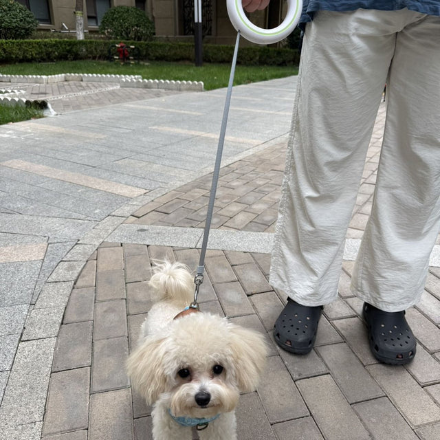 Customer photo: poodle on a walk with the UFO leash