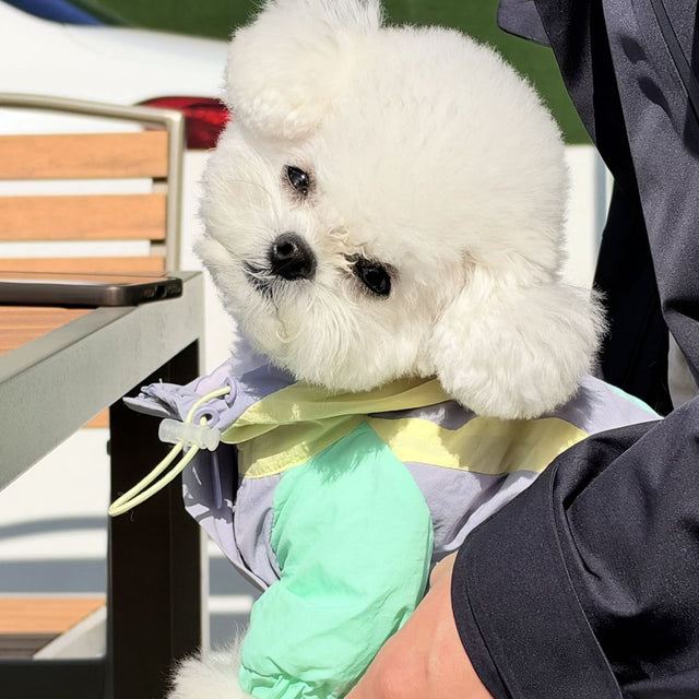Customer photo: bichon close-up
