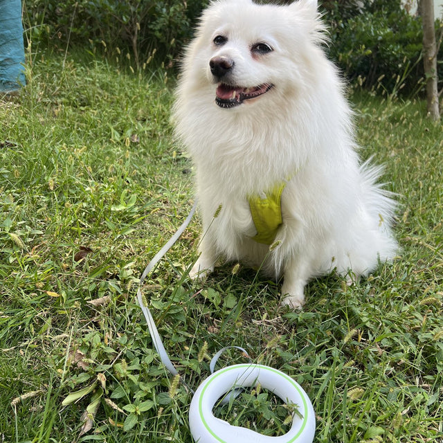 Customer photo: white spitz on the grass with the UFO leash