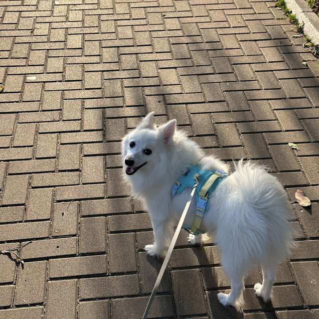 Customer photo: spitz walking on a brick path