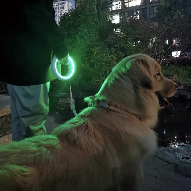 Customer photo: golden retriever at night with the glowing green UFO ring