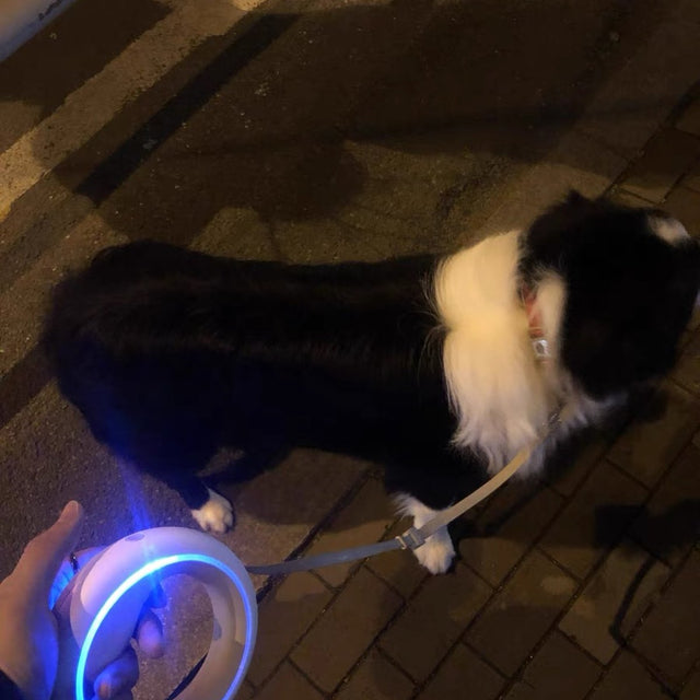 Customer photo: border collie on a night walk with the lit UFO leash