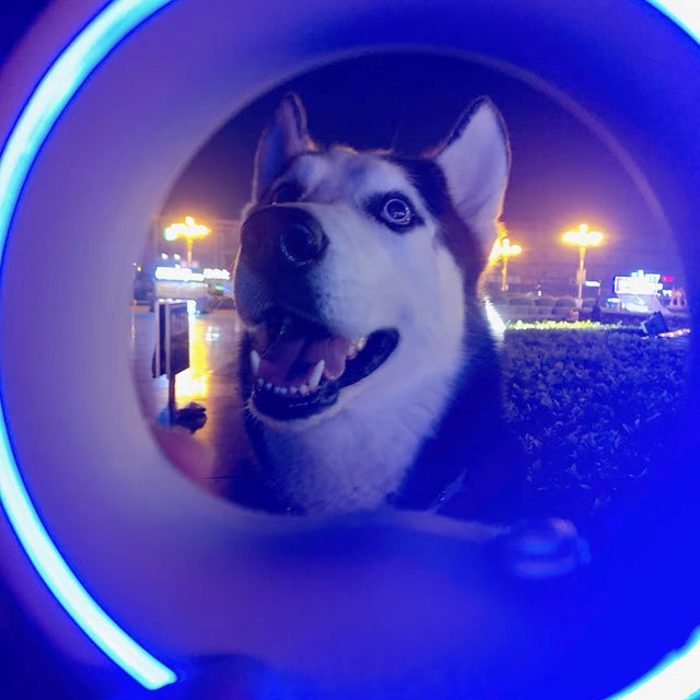 Customer photo: husky framed by the glowing blue UFO ring at night